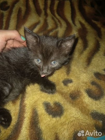 Котята бесплатно