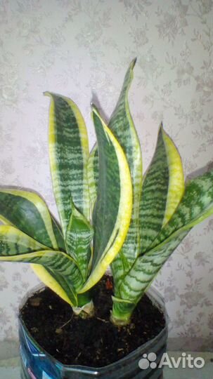 Предлагаются комнатные и офисные цветы и растения