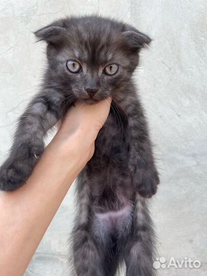 Котята в добрые руки даром