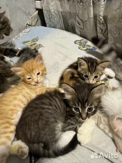 Котята в добрые руки