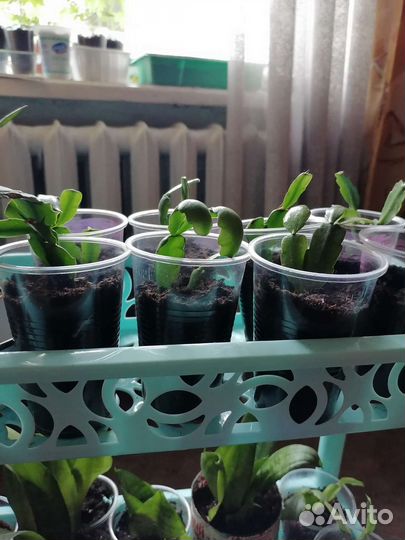 Декабрист шлюмбергера розовый