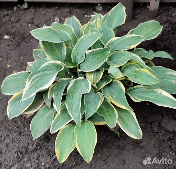 Хоста растение