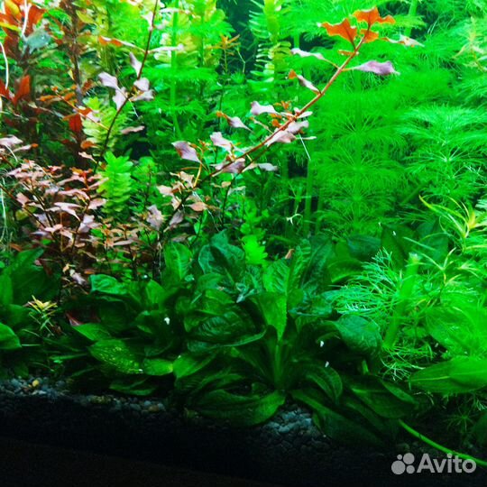 Аквариумные растения