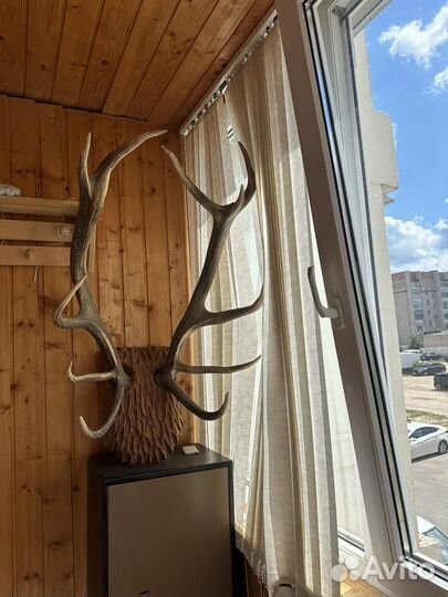 Оленьи рога