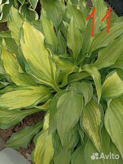 Хоста растение