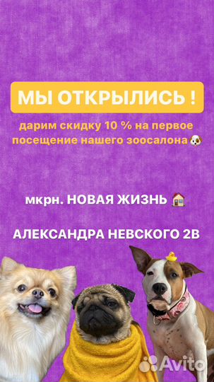 Груминг, стрижка собак и кошек,озонотерапия