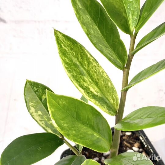 Замиокулькас Short Leaf