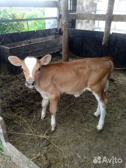 Джерсейская корова