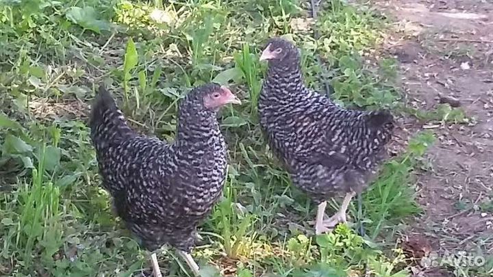 Куры молодки