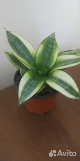 Плюмерия, филодендроны