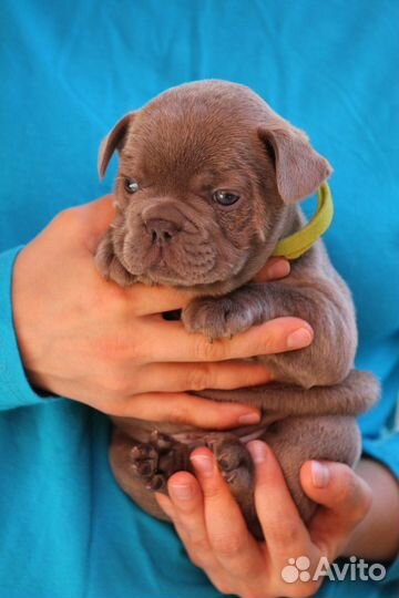 Золотой малыш изабелла