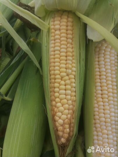 Кукуруза в початках