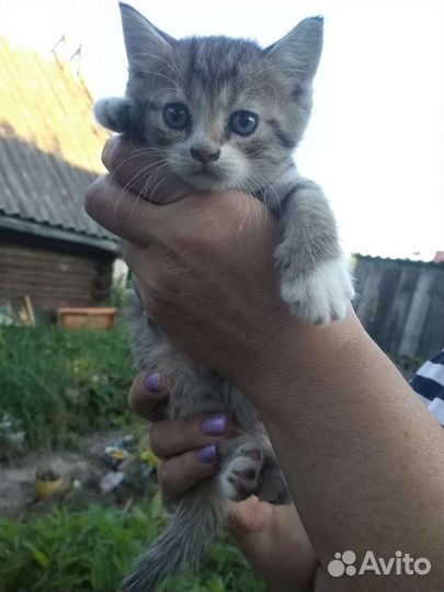 Котятики полосатики мальчики в добрые руки
