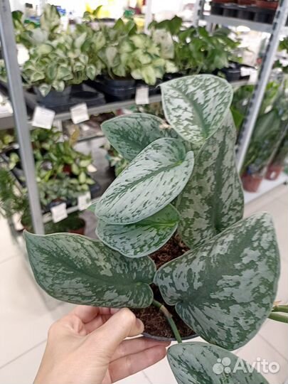 Сциндапсус пиктус Требе 12/20