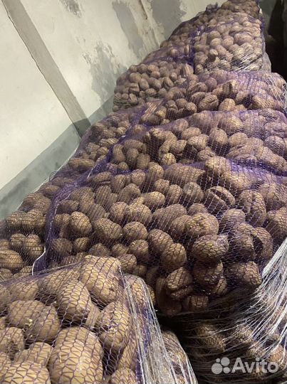 Картофель кормовой