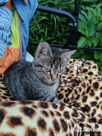 Кошка в дар