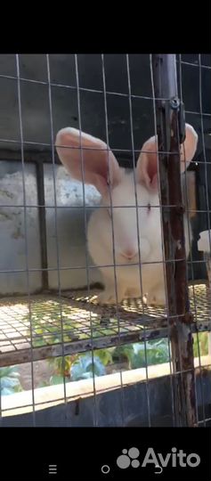 Кролики мясных пород великаны