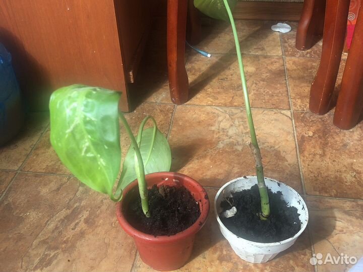 Диффенбахия