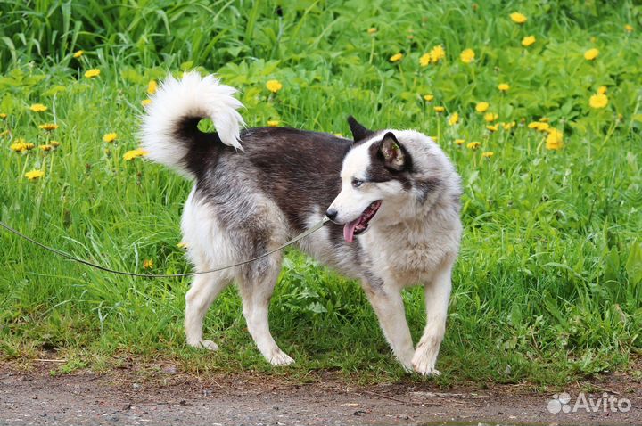 Смесь с хаски