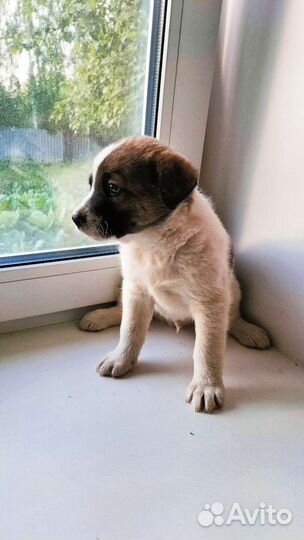 Щенки парсен-рассел терьер