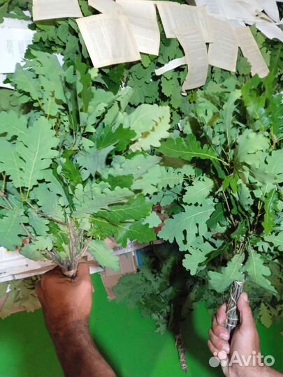 Веники для бани