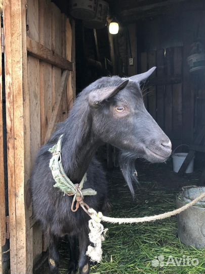Коза дойная