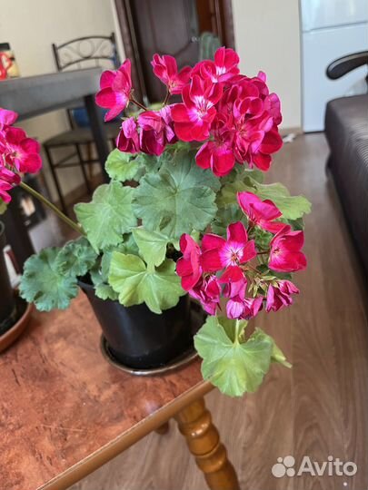 Домашние цветы