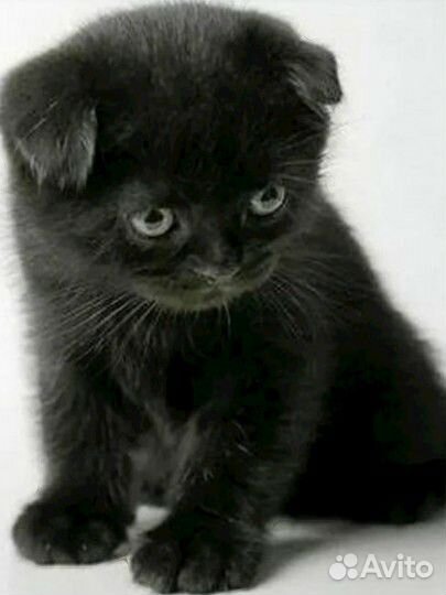 Вислоухие котята