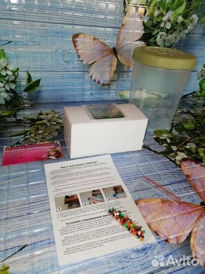 Мини-ферма с 1 куколкой тропической бабочки