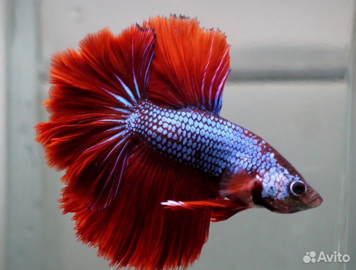 Рыбка Петушок вуалевый, коронохвостый, супердельта