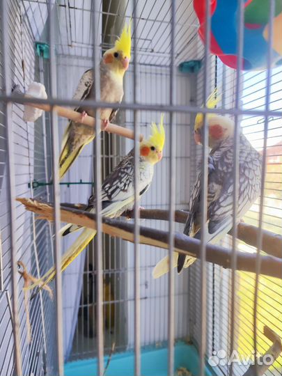 Попугай корелла