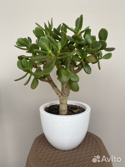 Красула овата