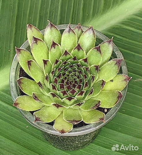 Суккуленты