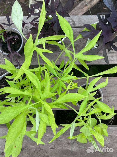 Редкие сорта ипомеи батата