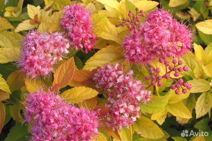 Декоративные кустарники