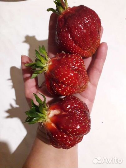 Рассада сортовой клубники