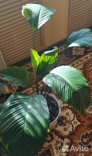 Спатифиллум