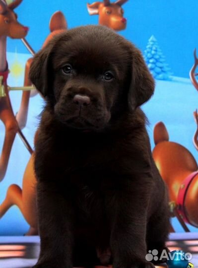 Шоколадная девочка, лабрадор