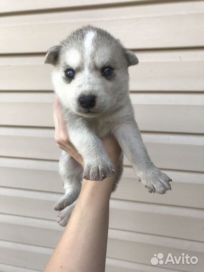 Щенок Хаски
