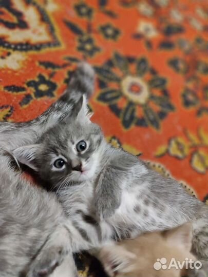 Шотландские прямоухие котята