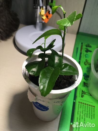 Ростки цитрусовых растений