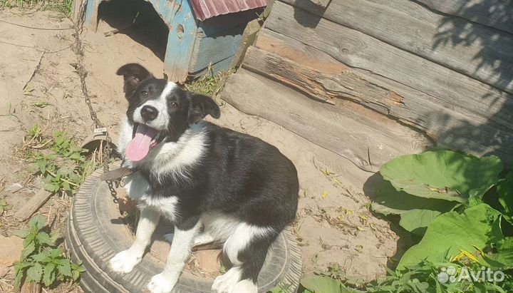 Метис бордер колли