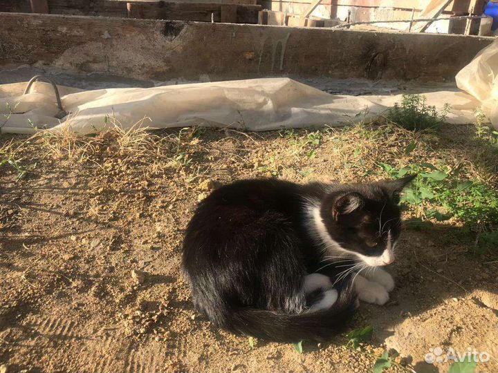 Котенок девочка