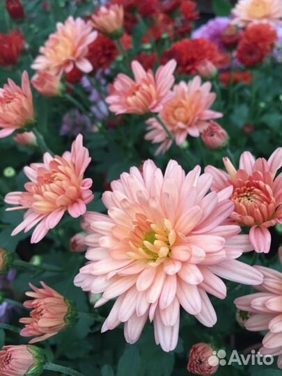 Хризантемы мультифлора