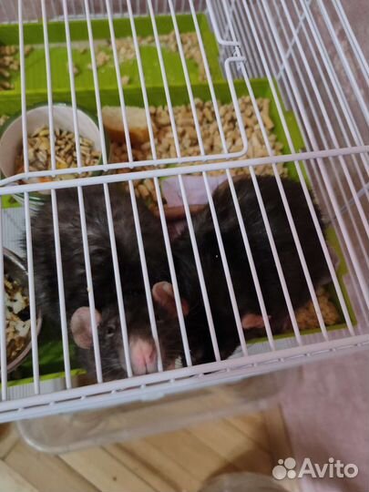 Крысок дамбо отдам