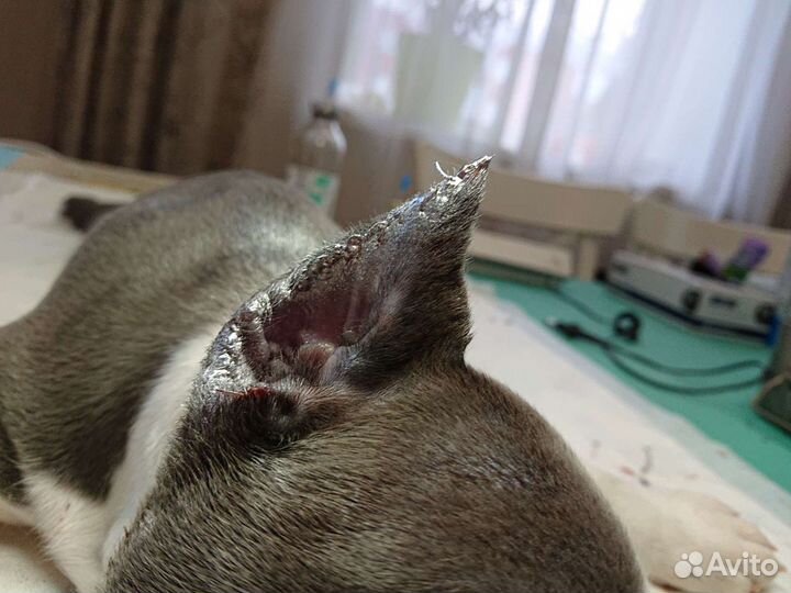 Купирование ушей