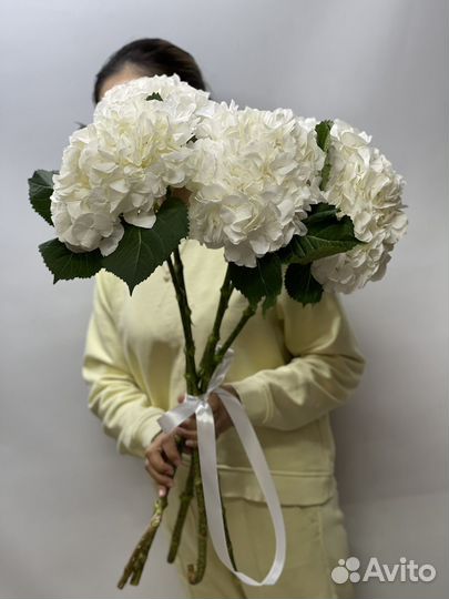 Гортензии белые