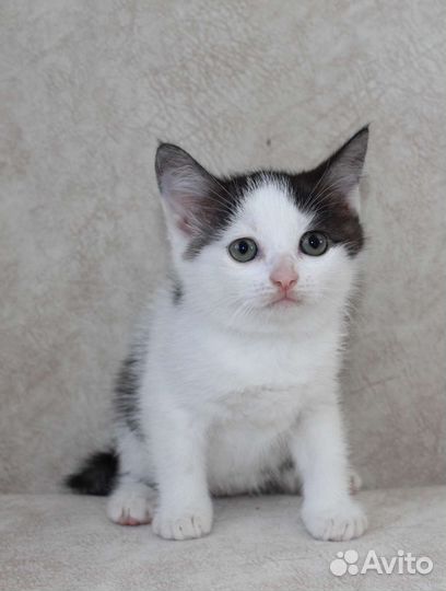 Котенок девочка 1,5 мес