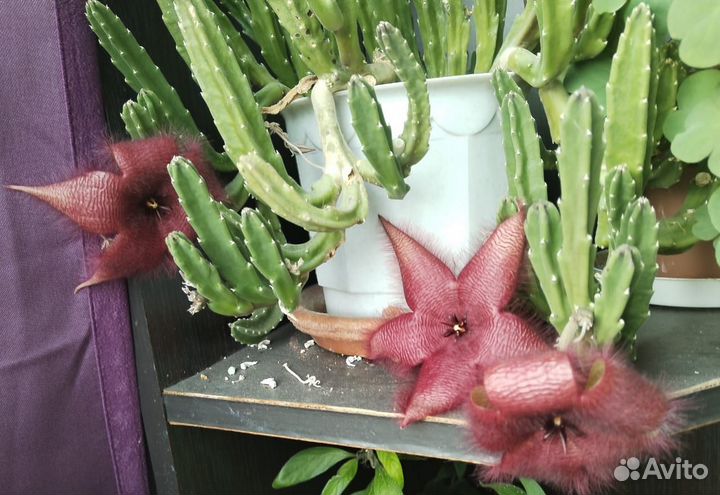 Стапелия грандифлора суккулент