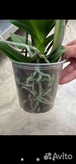 Орхидея бабочка -пелор